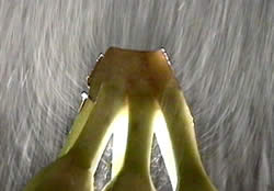 banana spray