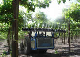 ESS Grape_3