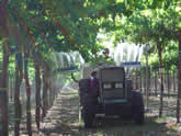 ESS Grape_4