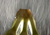 banana1